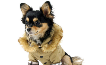 14 Stylish Dog Jackets Your Pup Can Rock This Fall 14 Stylish Dog Jackets Your Pup Can Rock This Fall