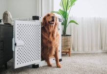 7 Best Hidden Dog Beds 7 Best Hidden Dog Beds