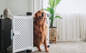 7 Best Hidden Dog Beds 7 Best Hidden Dog Beds