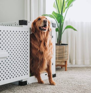 7 Best Hidden Dog Beds 7 Best Hidden Dog Beds