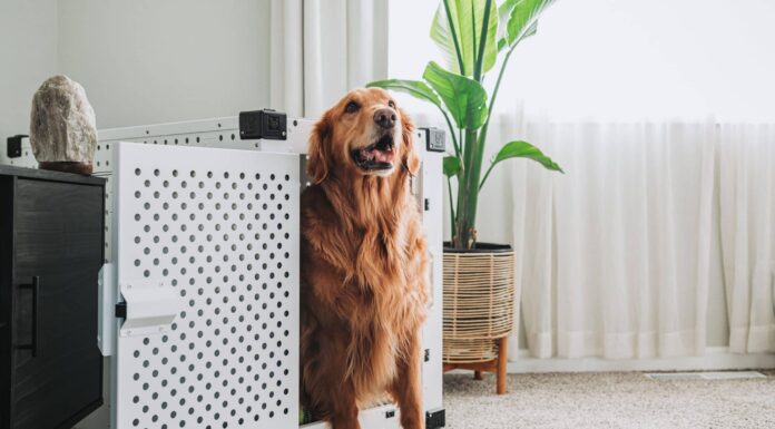 7 Best Hidden Dog Beds 7 Best Hidden Dog Beds