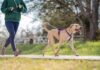 8 Best Dog Leashes for Running 8 Best Dog Leashes for Running