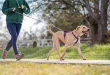 8 Best Dog Leashes for Running 8 Best Dog Leashes for Running