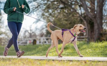 8 Best Dog Leashes for Running 8 Best Dog Leashes for Running