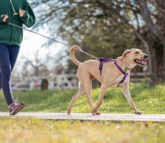 8 Best Dog Leashes for Running 8 Best Dog Leashes for Running