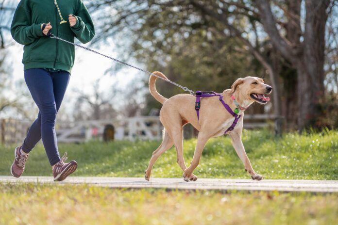 8-Best-Dog-Leashes-for-Running.jpg 8 Best Dog Leashes for Running