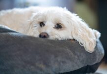 9 Best Dog Beds for Arthritic Dogs 9 Best Dog Beds for Arthritic Dogs