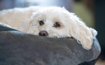 9 Best Dog Beds for Arthritic Dogs 9 Best Dog Beds for Arthritic Dogs