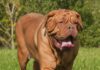 9 Best Dogue De Bordeaux Immunity Supplements 9 Best Dogue De Bordeaux Immunity Supplements