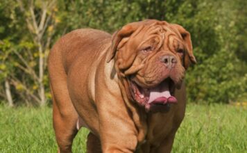 9 Best Dogue De Bordeaux Immunity Supplements 9 Best Dogue De Bordeaux Immunity Supplements