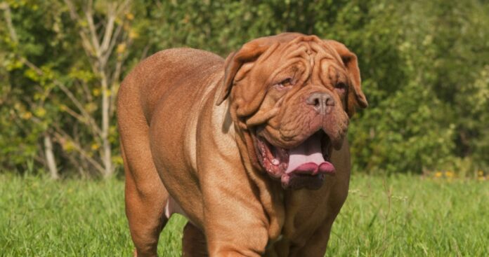 9-Best-Dogue-De-Bordeaux-Immunity-Supplements.jpg 9 Best Dogue De Bordeaux Immunity Supplements
