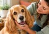 9 Dog Eye Care Products for Cleaning, Tear Stains & More 9 Dog Eye Care Products for Cleaning, Tear Stains & More