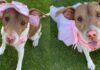 A Year Later, Rescue Dog Still Smiles the Same Way She Did on Her First Day at the Shelter A Year Later, Rescue Dog Still Smiles the Same Way She Did on Her First Day at the Shelter