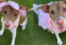 A Year Later, Rescue Dog Still Smiles the Same Way She Did on Her First Day at the Shelter A Year Later, Rescue Dog Still Smiles the Same Way She Did on Her First Day at the Shelter