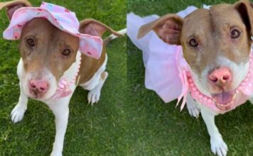 A Year Later, Rescue Dog Still Smiles the Same Way She Did on Her First Day at the Shelter A Year Later, Rescue Dog Still Smiles the Same Way She Did on Her First Day at the Shelter