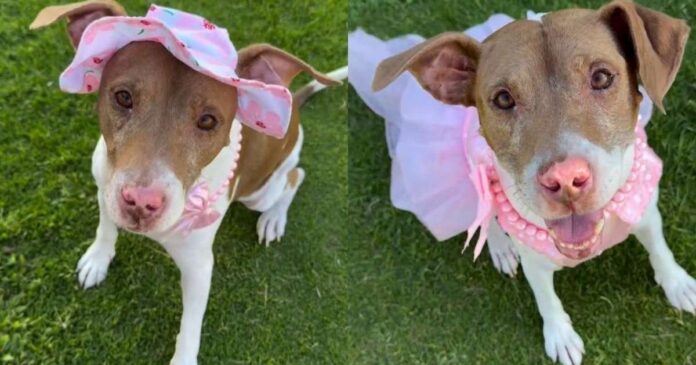 A-Year-Later-Rescue-Dog-Still-Smiles-the-Same-Way.jpg A Year Later, Rescue Dog Still Smiles the Same Way She Did on Her First Day at the Shelter
