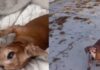 Abandoned Rescue Dog Wanders Into a House, Not Knowing He’s Found a Place Where He Belongs Abandoned Rescue Dog Wanders Into a House, Not Knowing He’s Found a Place Where He Belongs