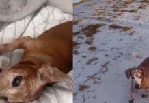Abandoned Rescue Dog Wanders Into a House, Not Knowing He’s Found a Place Where He Belongs Abandoned Rescue Dog Wanders Into a House, Not Knowing He’s Found a Place Where He Belongs