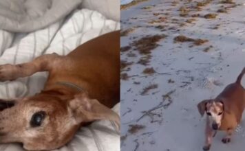Abandoned Rescue Dog Wanders Into a House, Not Knowing He’s Found a Place Where He Belongs Abandoned Rescue Dog Wanders Into a House, Not Knowing He’s Found a Place Where He Belongs