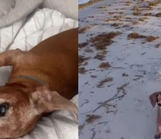 Abandoned Rescue Dog Wanders Into a House, Not Knowing He’s Found a Place Where He Belongs Abandoned Rescue Dog Wanders Into a House, Not Knowing He’s Found a Place Where He Belongs