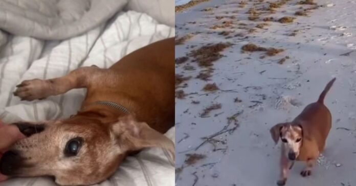 Abandoned-Rescue-Dog-Wanders-Into-a-House-Not-Knowing-Hes.jpg Abandoned Rescue Dog Wanders Into a House, Not Knowing He’s Found a Place Where He Belongs