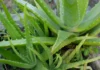 Aloe Vera for Dogs – Whole Dog Journal Aloe Vera for Dogs - Whole Dog Journal