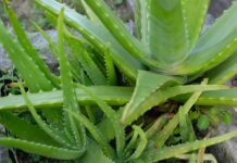 Aloe Vera for Dogs – Whole Dog Journal Aloe Vera for Dogs - Whole Dog Journal