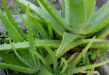 Aloe Vera for Dogs – Whole Dog Journal Aloe Vera for Dogs - Whole Dog Journal