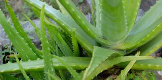 Aloe Vera for Dogs - Whole Dog Journal
