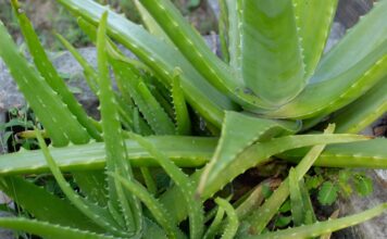 Aloe Vera for Dogs – Whole Dog Journal Aloe Vera for Dogs - Whole Dog Journal