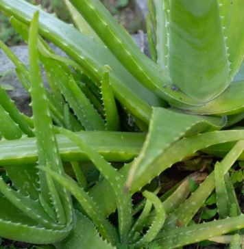 Aloe Vera for Dogs – Whole Dog Journal Aloe Vera for Dogs - Whole Dog Journal