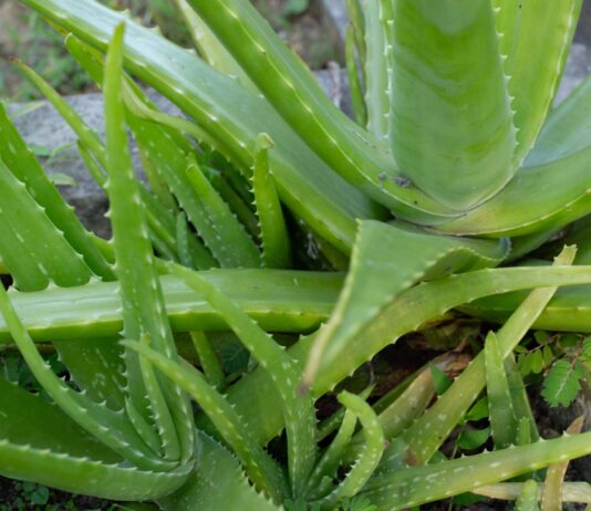 Aloe Vera for Dogs – Whole Dog Journal Aloe Vera for Dogs - Whole Dog Journal