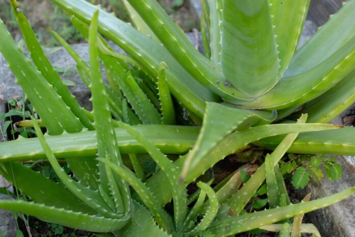 Aloe-Vera-for-Dogs-Whole-Dog-Journal.jpg Aloe Vera for Dogs - Whole Dog Journal