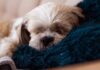 Best Dog Beds for Shih Tzus Best Dog Beds for Shih Tzus