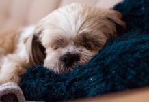 Best Dog Beds for Shih Tzus Best Dog Beds for Shih Tzus