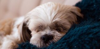 Best Dog Beds for Shih Tzus