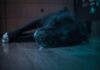 Best Dog Beds for Staffordshire Bull Terriers Best Dog Beds for Staffordshire Bull Terriers