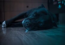 Best Dog Beds for Staffordshire Bull Terriers Best Dog Beds for Staffordshire Bull Terriers