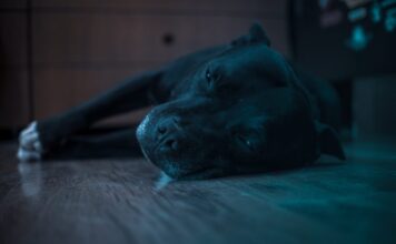 Best Dog Beds for Staffordshire Bull Terriers Best Dog Beds for Staffordshire Bull Terriers