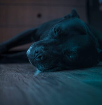 Best Dog Beds for Staffordshire Bull Terriers Best Dog Beds for Staffordshire Bull Terriers