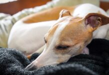 Best Dog Beds for Whippets Best Dog Beds for Whippets