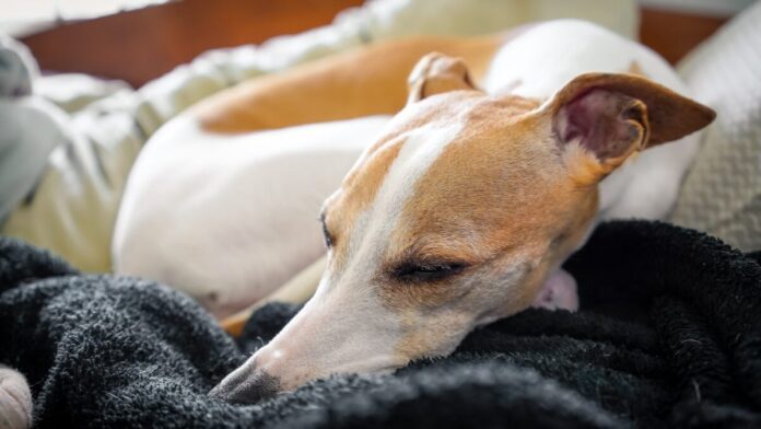 Best Dog Beds for Whippets