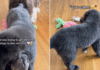 Big Dog Heartbreakingly Watches Puppies Play Without Him, Until Something Unexpected Happens Big Dog Heartbreakingly Watches Puppies Play Without Him, Until Something Unexpected Happens