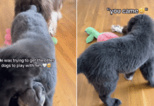 Big Dog Heartbreakingly Watches Puppies Play Without Him, Until Something Unexpected Happens Big Dog Heartbreakingly Watches Puppies Play Without Him, Until Something Unexpected Happens