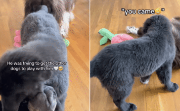 Big Dog Heartbreakingly Watches Puppies Play Without Him, Until Something Unexpected Happens Big Dog Heartbreakingly Watches Puppies Play Without Him, Until Something Unexpected Happens