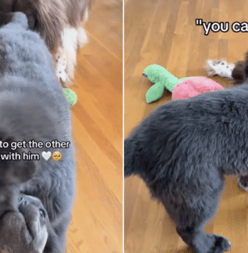 Big Dog Heartbreakingly Watches Puppies Play Without Him, Until Something Unexpected Happens Big Dog Heartbreakingly Watches Puppies Play Without Him, Until Something Unexpected Happens