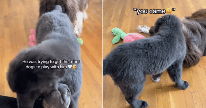 Big-Dog-Heartbreakingly-Watches-Puppies-Play-Without-Him-Until-Something.png Big Dog Heartbreakingly Watches Puppies Play Without Him, Until Something Unexpected Happens