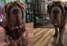 Big Dog Refuses to Get on Grooming Table, Then Somehow He’s the One Exhausted Big Dog Refuses to Get on Grooming Table, Then Somehow He's the One Exhausted