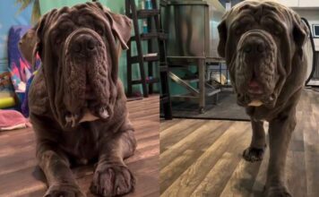 Big Dog Refuses to Get on Grooming Table, Then Somehow He’s the One Exhausted Big Dog Refuses to Get on Grooming Table, Then Somehow He's the One Exhausted