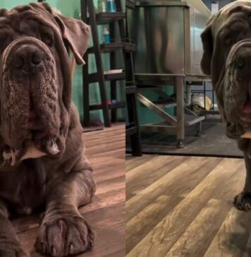 Big Dog Refuses to Get on Grooming Table, Then Somehow He’s the One Exhausted Big Dog Refuses to Get on Grooming Table, Then Somehow He's the One Exhausted